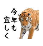 飛び出す！リアルな寅の迫力満点な年末年始（個別スタンプ：9）