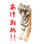 BIGなトラの寅年スタンプ！令和4年 お正月（個別スタンプ：2）