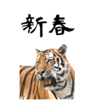 BIGなトラの寅年スタンプ！令和4年 お正月（個別スタンプ：5）