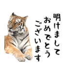 リアルな寅のお正月年賀スタンプ！【2022】（個別スタンプ：23）