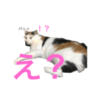ももちゃんスタンプ・ファイナルエジション（個別スタンプ：2）