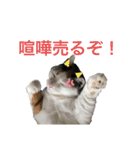 ももちゃんスタンプ・ファイナルエジション（個別スタンプ：7）