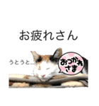 ももちゃんスタンプ・ファイナルエジション（個別スタンプ：10）
