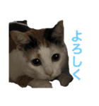 ももちゃんスタンプ・ファイナルエジション（個別スタンプ：12）