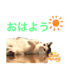 ももちゃんスタンプ・ファイナルエジション（個別スタンプ：13）