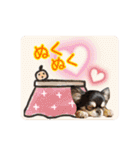 黒チワワの日常＆2022寅年正月スタンプ（個別スタンプ：15）