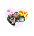 黒チワワの日常＆2022寅年正月スタンプ（個別スタンプ：24）