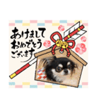 黒チワワの日常＆2022寅年正月スタンプ（個別スタンプ：30）