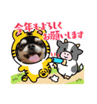黒チワワの日常＆2022寅年正月スタンプ（個別スタンプ：31）