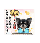 黒チワワの日常＆2022寅年正月スタンプ（個別スタンプ：34）