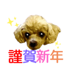 広島弁のトイプードルりゅうちゃん5正月編（個別スタンプ：3）