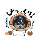 ハルくん ありがとう（個別スタンプ：31）
