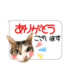 猫しか勝たん！2（個別スタンプ：5）