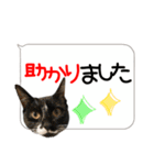 猫しか勝たん！2（個別スタンプ：12）