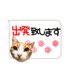 猫しか勝たん！2（個別スタンプ：13）