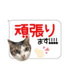 猫しか勝たん！2（個別スタンプ：29）