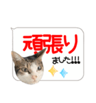 猫しか勝たん！2（個別スタンプ：30）