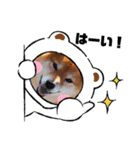 柴犬こころスタンプvol.2（個別スタンプ：7）