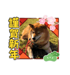柴犬こころスタンプvol.2（個別スタンプ：8）