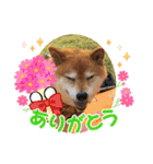 柴犬こころスタンプvol.2（個別スタンプ：10）