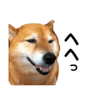 柴犬こころスタンプvol.2（個別スタンプ：11）