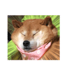 柴犬こころスタンプvol.2（個別スタンプ：12）