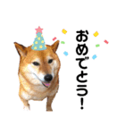 柴犬こころスタンプvol.2（個別スタンプ：13）