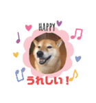 柴犬こころスタンプvol.2（個別スタンプ：14）