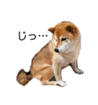 柴犬こころスタンプvol.2（個別スタンプ：15）