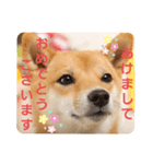 さくらのお正月（個別スタンプ：1）