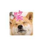 さくらのお正月（個別スタンプ：2）
