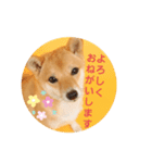 さくらのお正月（個別スタンプ：4）