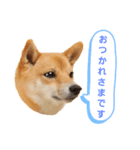 さくらのお正月（個別スタンプ：7）