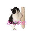 おうち猫はなちゃんのスタンプ お正月2022（個別スタンプ：1）