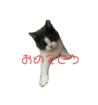 おうち猫はなちゃんのスタンプ お正月2022（個別スタンプ：3）