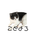 おうち猫はなちゃんのスタンプ お正月2022（個別スタンプ：4）