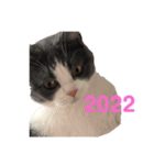 おうち猫はなちゃんのスタンプ お正月2022（個別スタンプ：5）