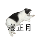 おうち猫はなちゃんのスタンプ お正月2022（個別スタンプ：6）