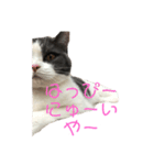 おうち猫はなちゃんのスタンプ お正月2022（個別スタンプ：7）