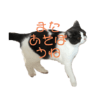 おうち猫はなちゃんのスタンプ お正月2022（個別スタンプ：8）