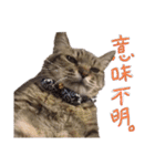 またむね（個別スタンプ：1）