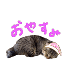 またむね（個別スタンプ：2）