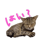 またむね（個別スタンプ：3）