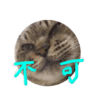 またむね（個別スタンプ：5）