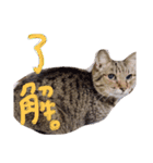 またむね（個別スタンプ：7）