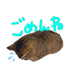 またむね（個別スタンプ：9）