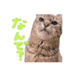 またむね（個別スタンプ：10）
