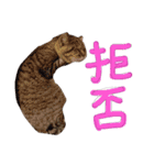 またむね（個別スタンプ：11）