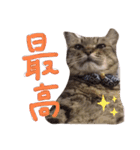 またむね（個別スタンプ：12）