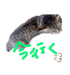 またむね（個別スタンプ：13）